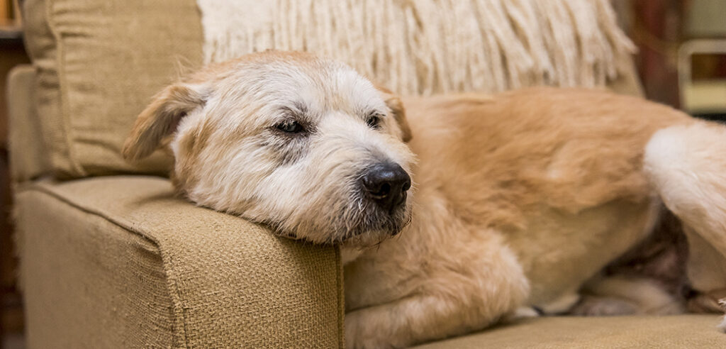 Are Older Dogs More Prone to Injuries Than Younger Dogs Are?