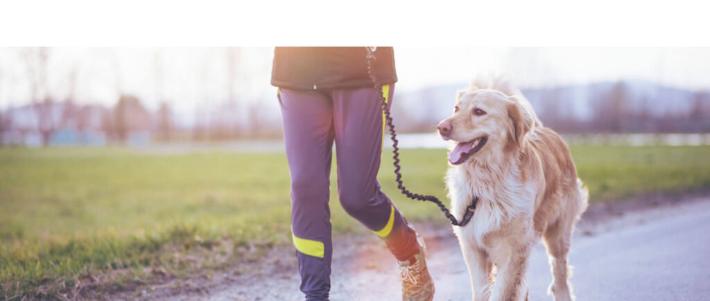 Are Older Dogs More Prone to Injuries Than Younger Dogs Are?