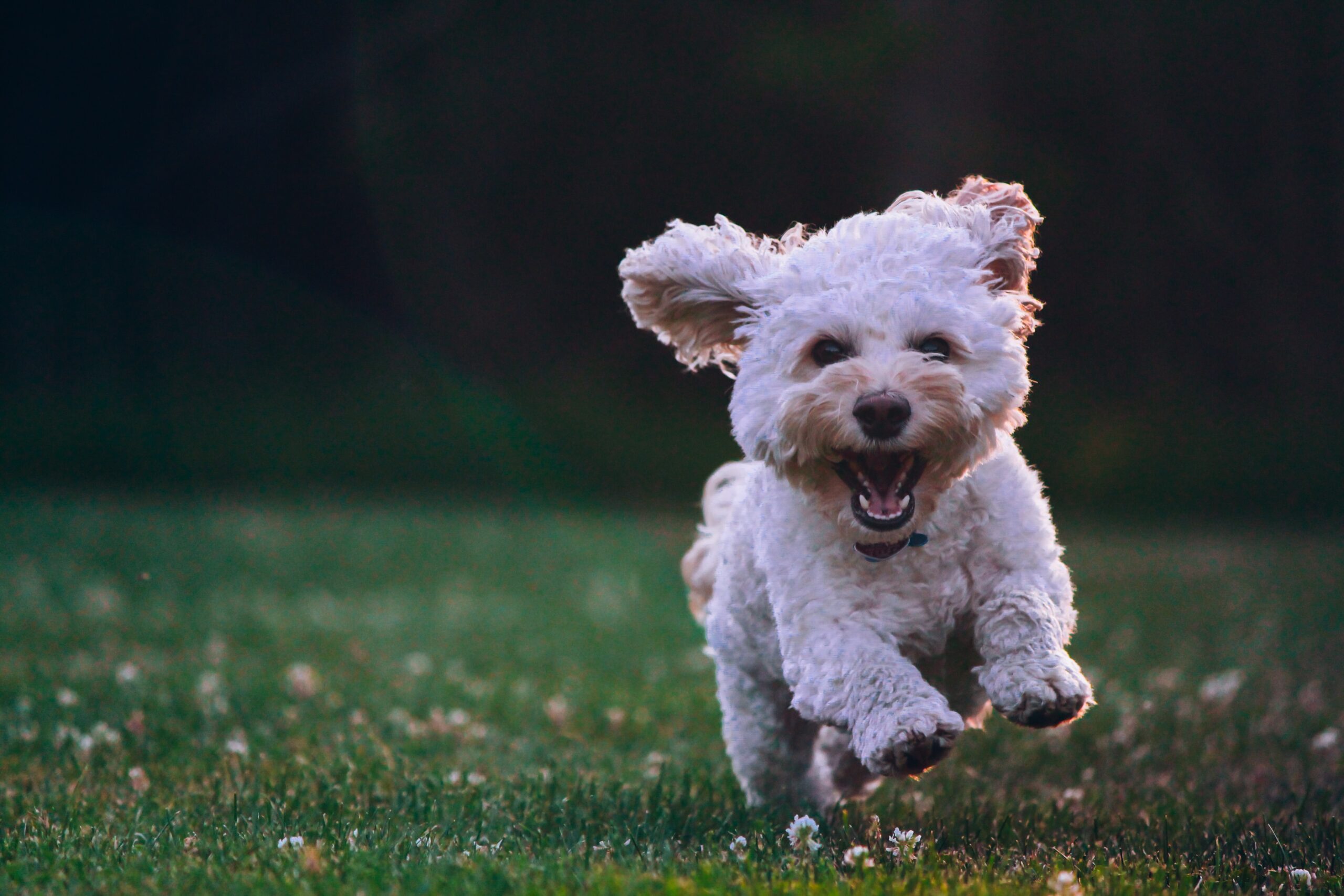 Best Toys to Keep Senior Dogs Happy and Active