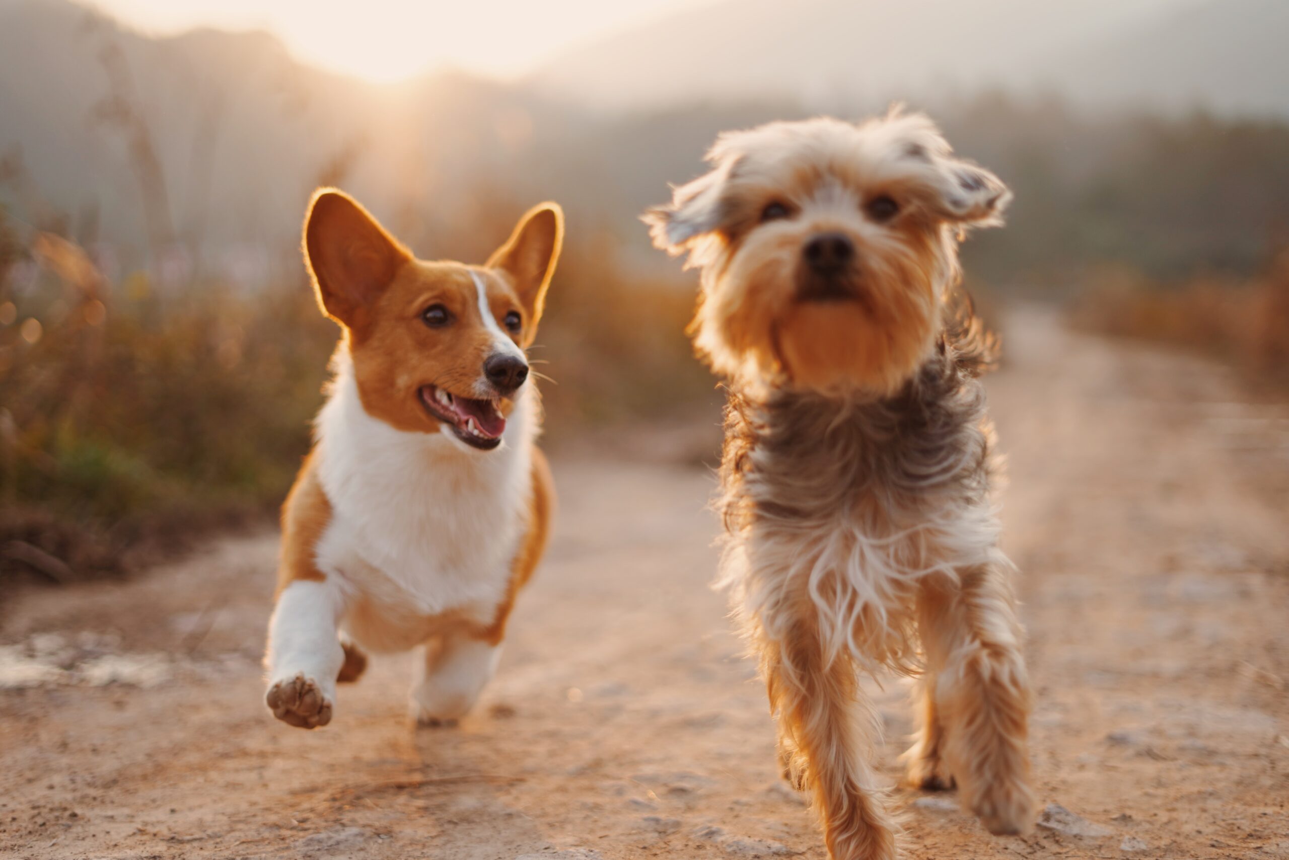 How To Keep An Older Dog Active – Some Will Surprise You