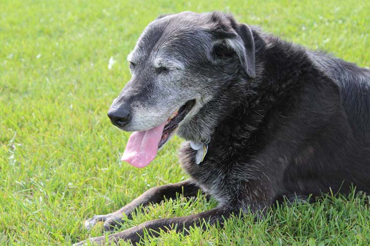 Tips for Helping a Senior Dog Adapt to a New Home