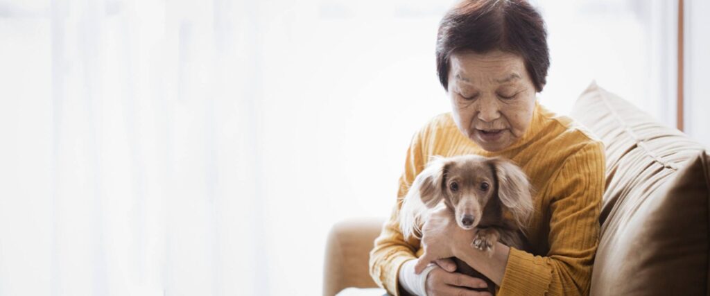 Tips for Moving House with an Elderly Dog