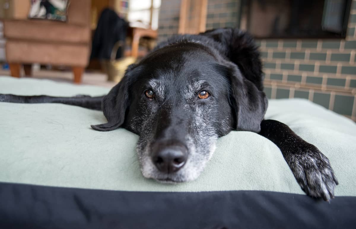 Tips for Moving House with an Elderly Dog