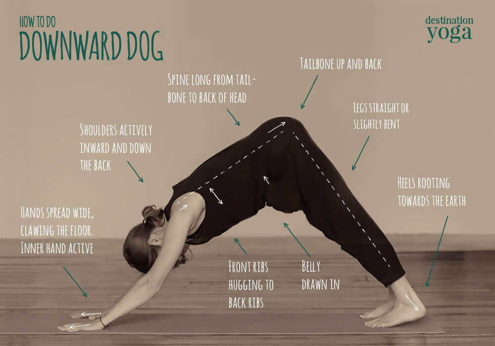 What is Doggy Yoga?